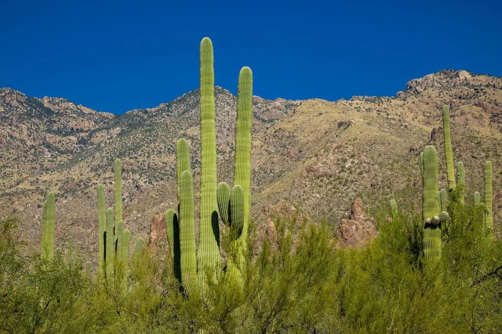 A cactus is shown in front of some mountains.